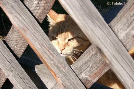 Rote Katze hinter dem Zaun