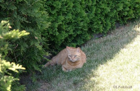 Rote Katze auf dem Rasen