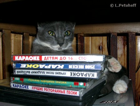 Ukrainische Katze vesteckt sich hinterden Karaoke-DVDs