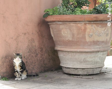 Katze von Rom