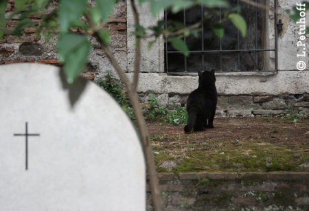 Katze am Friedhof