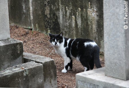 Katze am Friedhof