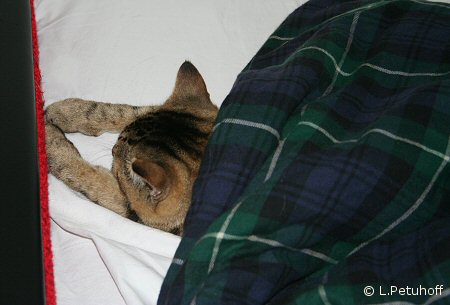 Katze schlft im Bett