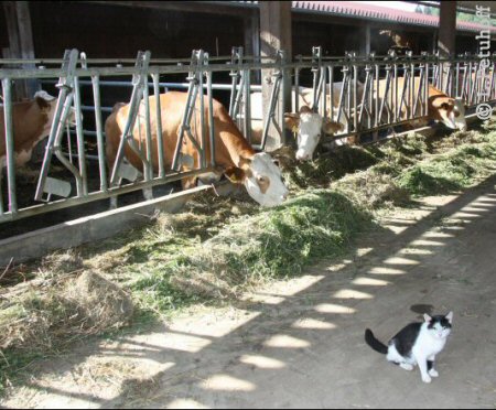 Katze auf dem Bauernhof