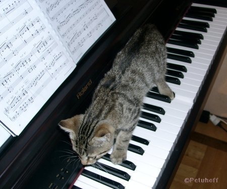Kater Wasija spielt Klavier